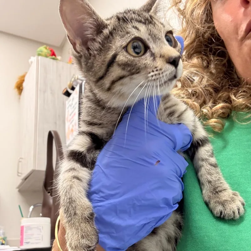 A baby small-sized female Brown / Chocolate Domestic Short Hair cat named Larxene for adoption in Chattanooga, TN