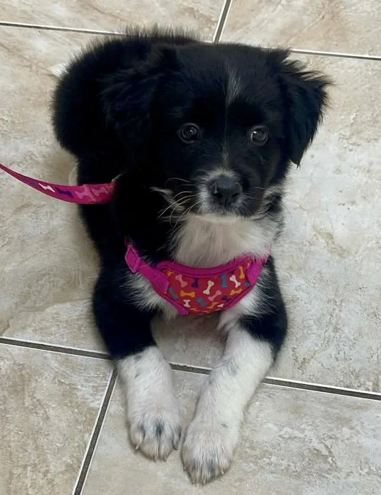 A baby medium-sized male Border Collie dog named Orion for adoption in Lake Hopatcong, NJ