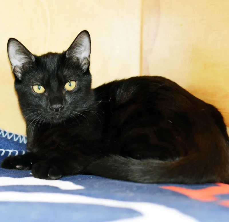 A young medium-sized male Domestic Short Hair cat named Norm for adoption in San Clemente, CA