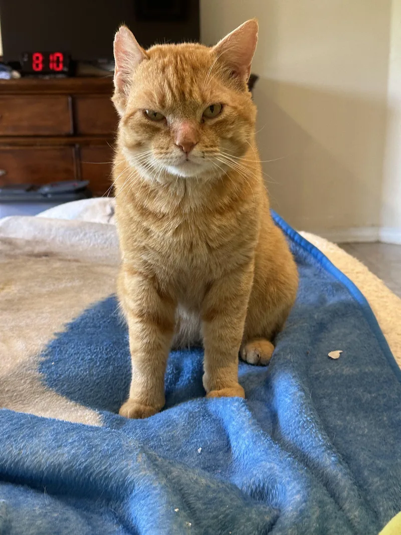A young medium-sized male Orange / Red Tabby cat named Morris Blaze for adoption in Biloxi, MS