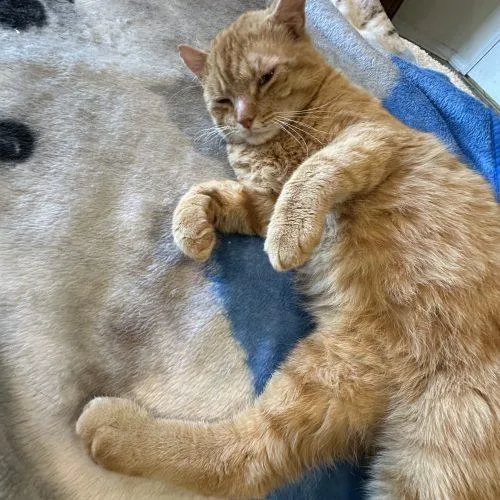 Morris Blaze thumbnail 2