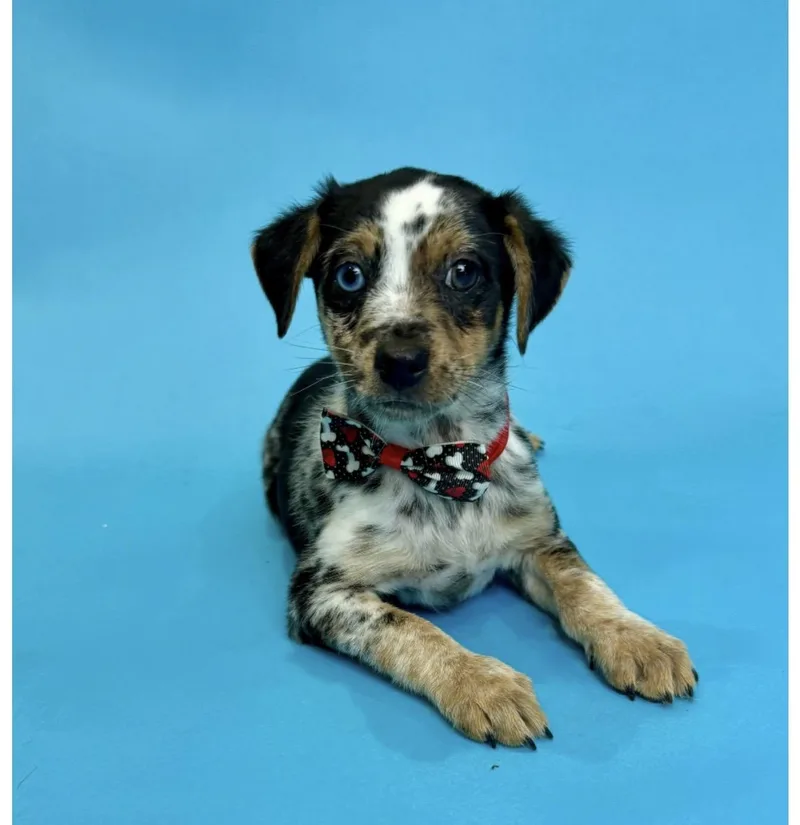 A baby small-sized male Merle (Blue) Australian Shepherd dog named Skippy Jon for adoption in Alvin, TX