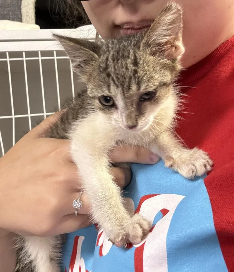 A baby small-sized male Domestic Short Hair cat named Toby for adoption in Evansville, IN