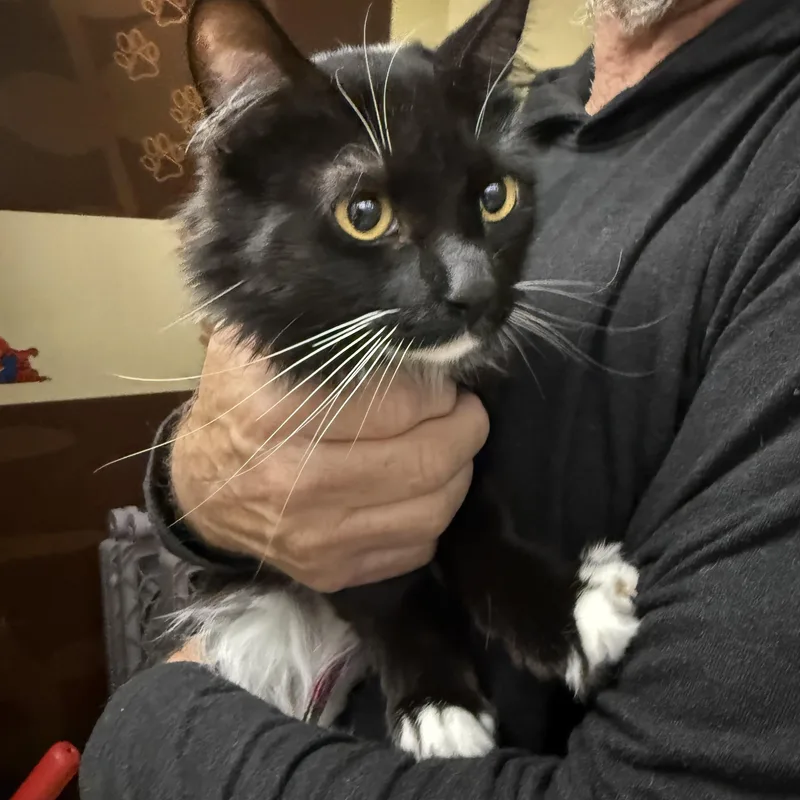 A young medium-sized female Black & White / Tuxedo Tuxedo cat named Silly for adoption in Las Vegas, NV