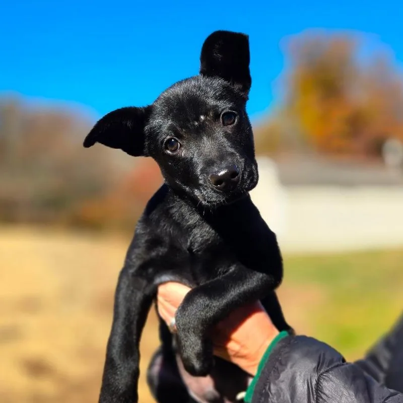 A baby medium-sized male Black Australian Cattle Dog / Blue Heeler named CT Fruit Bat avail for adoption in Eastford, CT