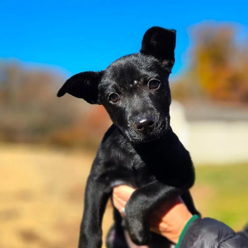 CT Fruit Bat avail thumbnail 2