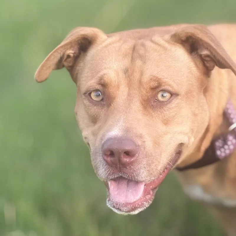 An adult large-sized female Yellow / Tan / Blond / Fawn Pit Bull Terrier dog named Fiona for adoption in Floresville, TX