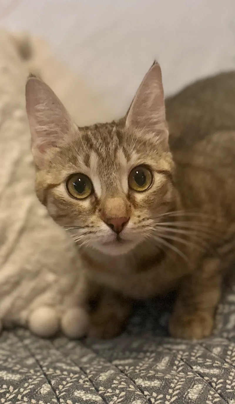 Paisley  North Conroe