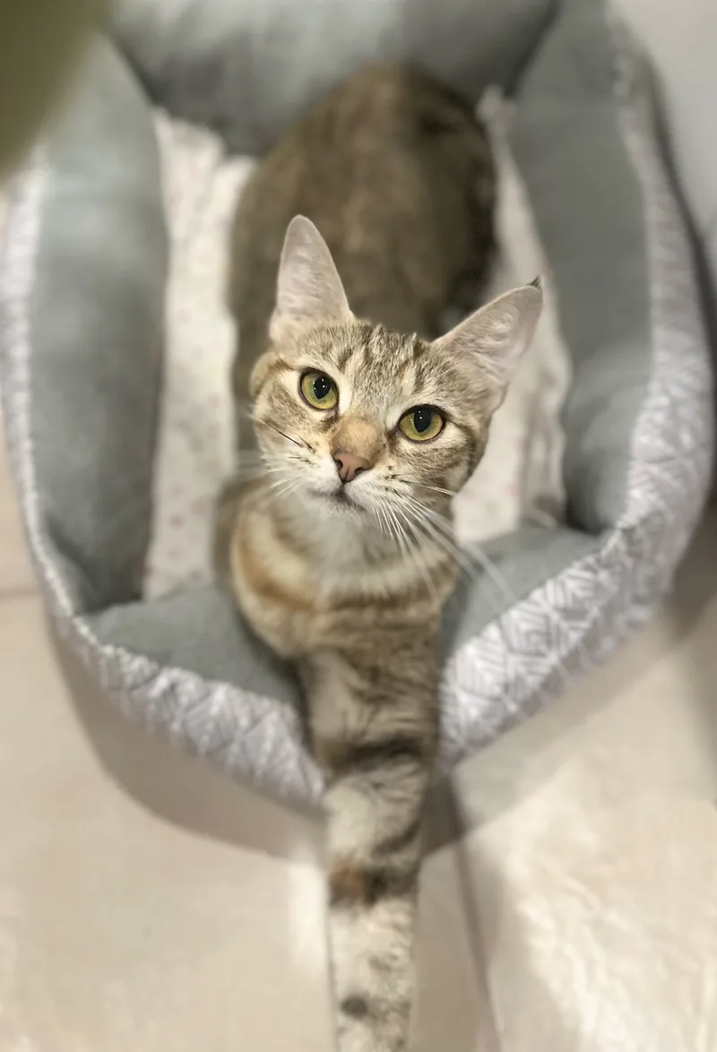 Paisley  North Conroe thumbnail 2