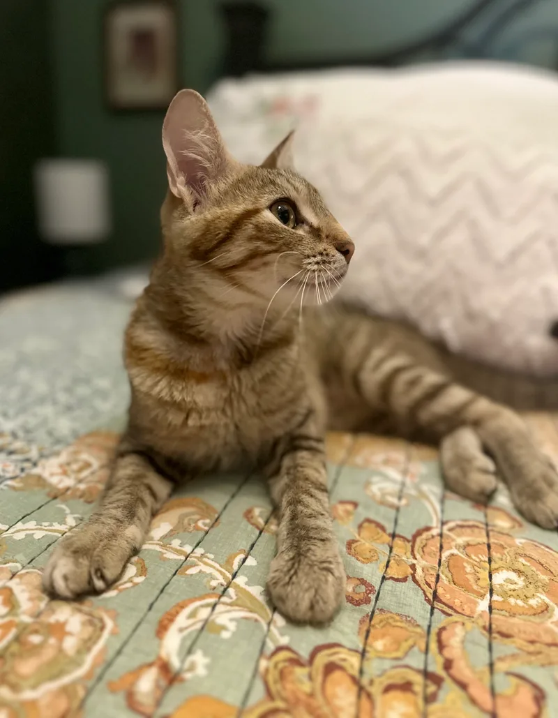 Paisley  North Conroe thumbnail 3