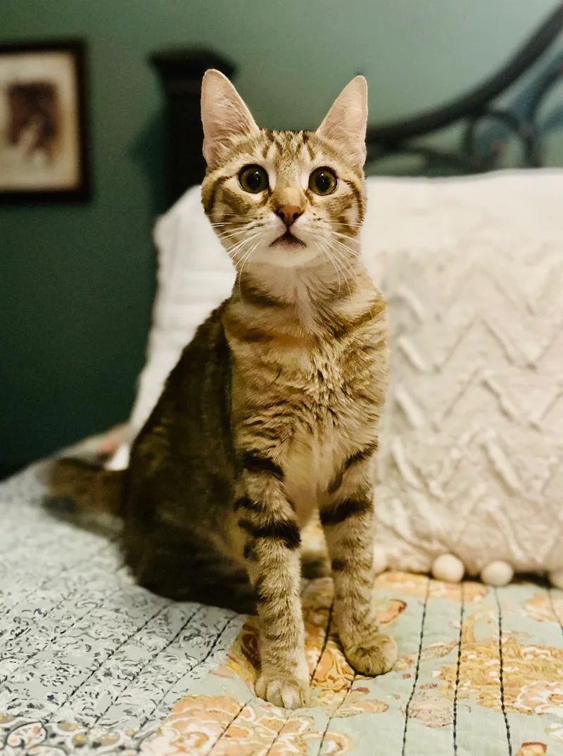 Paisley  North Conroe thumbnail 4