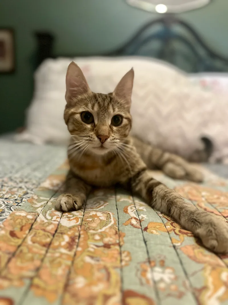 Paisley  North Conroe thumbnail 5