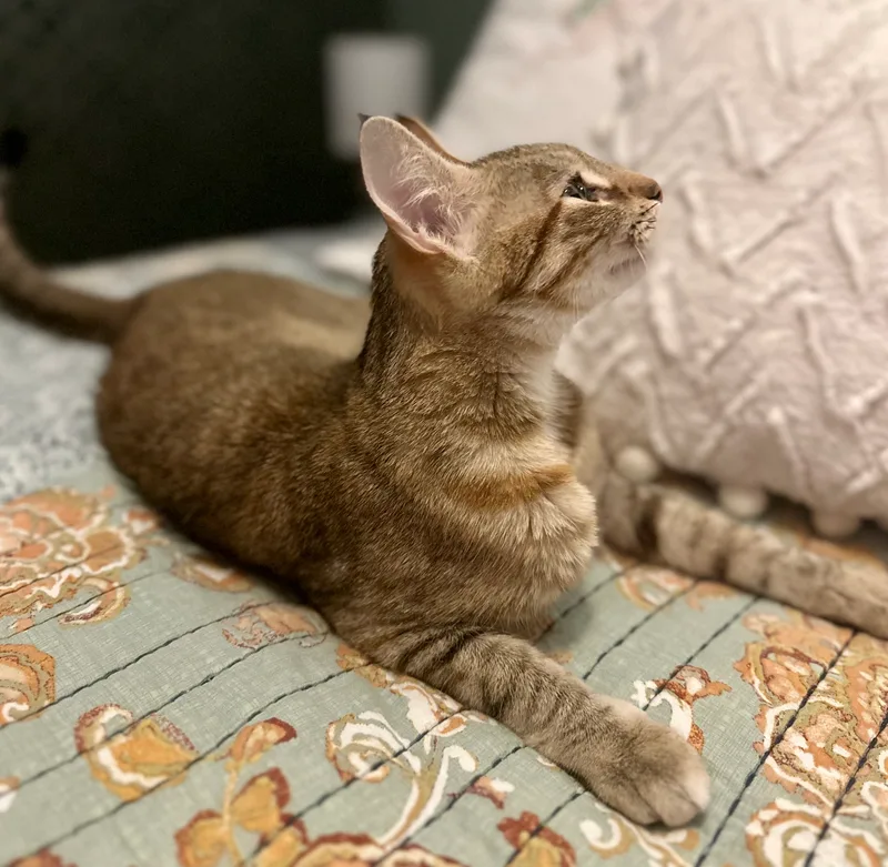 Paisley  North Conroe thumbnail 6