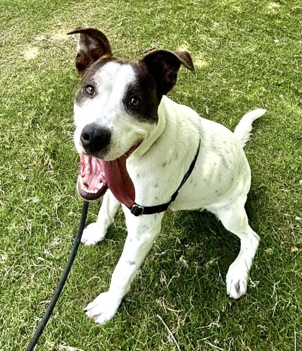 A young medium-sized male Jack Russell Terrier dog named Sputnik for adoption in Austin, TX