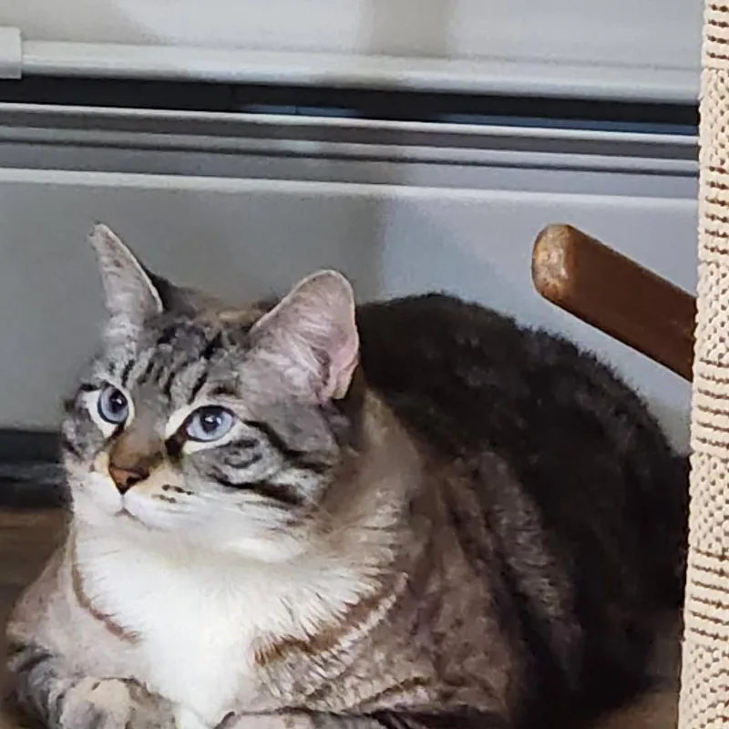 An adult large-sized female Tabby (Buff / Tan / Fawn) Domestic Short Hair cat named Quinne for adoption in Wells, ME