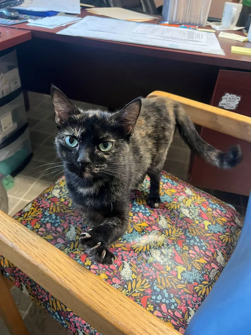 A young medium-sized female Tortoiseshell Domestic Short Hair cat named Mosaic for adoption in Salem, WV