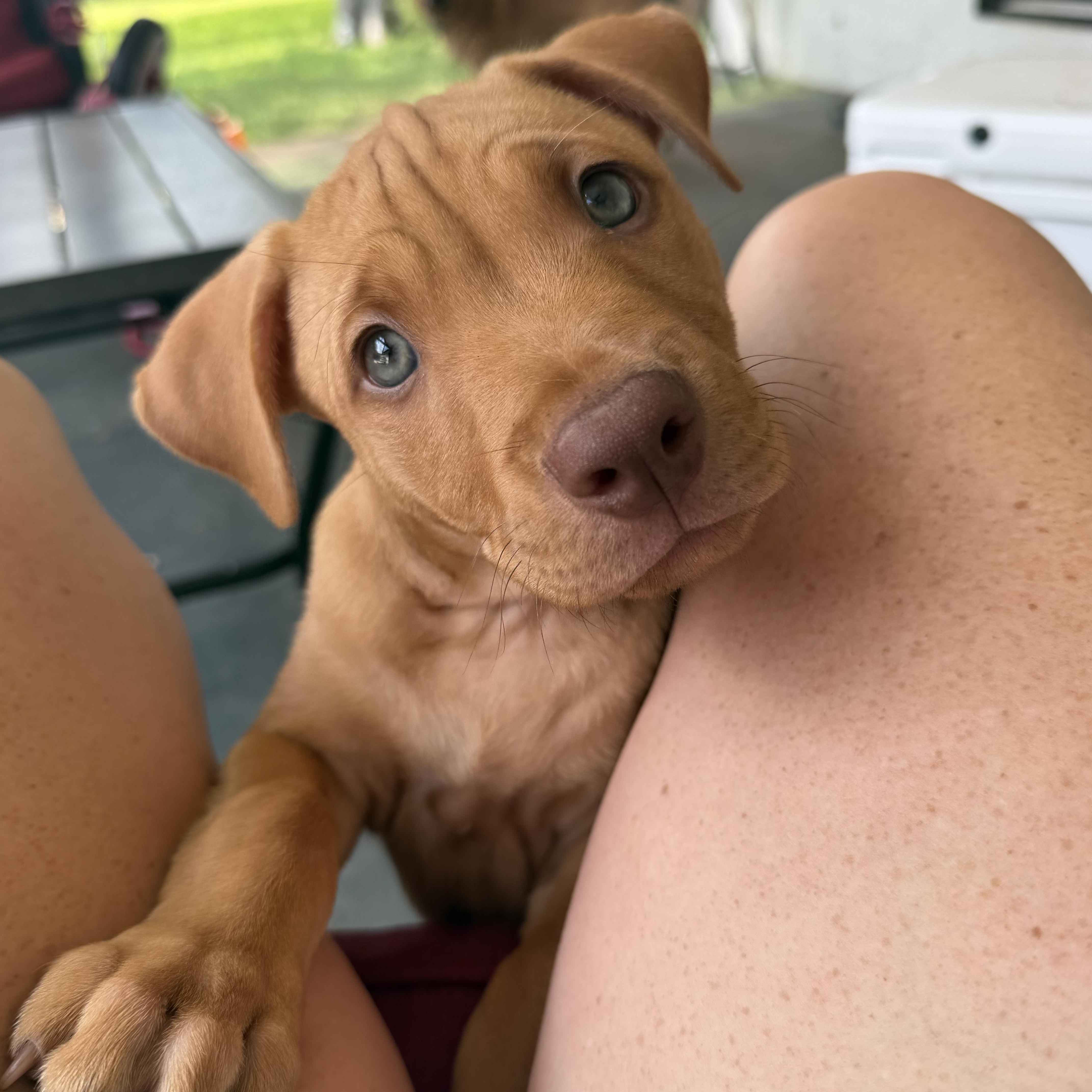 A baby medium-sized male Vizsla dog named Jelly Roll for adoption in Pflugerville, TX