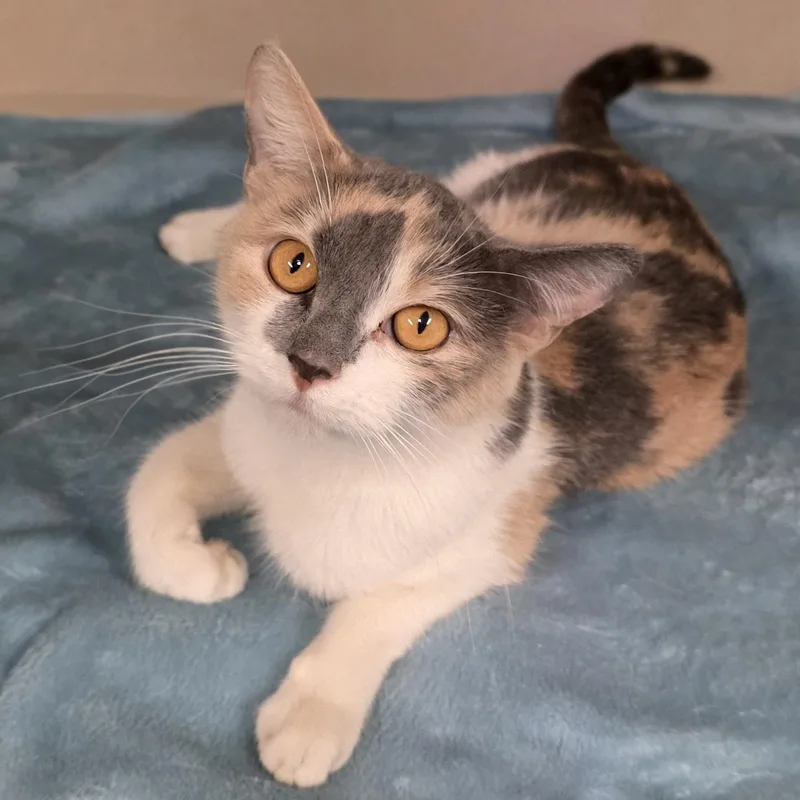 An adult medium-sized female Calico cat named Stevie for adoption in Greensboro, NC