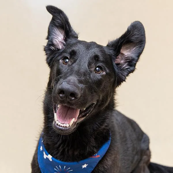 A young large-sized male Shepherd dog named Phoenix for adoption in Des Moines, IA
