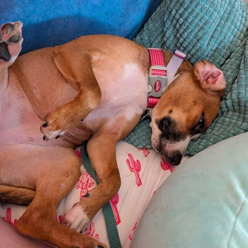 Amber Marie Coldnose thumbnail 3