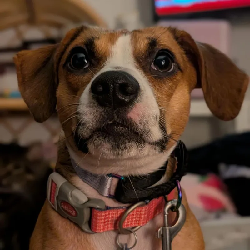 Amber Marie Coldnose thumbnail 4