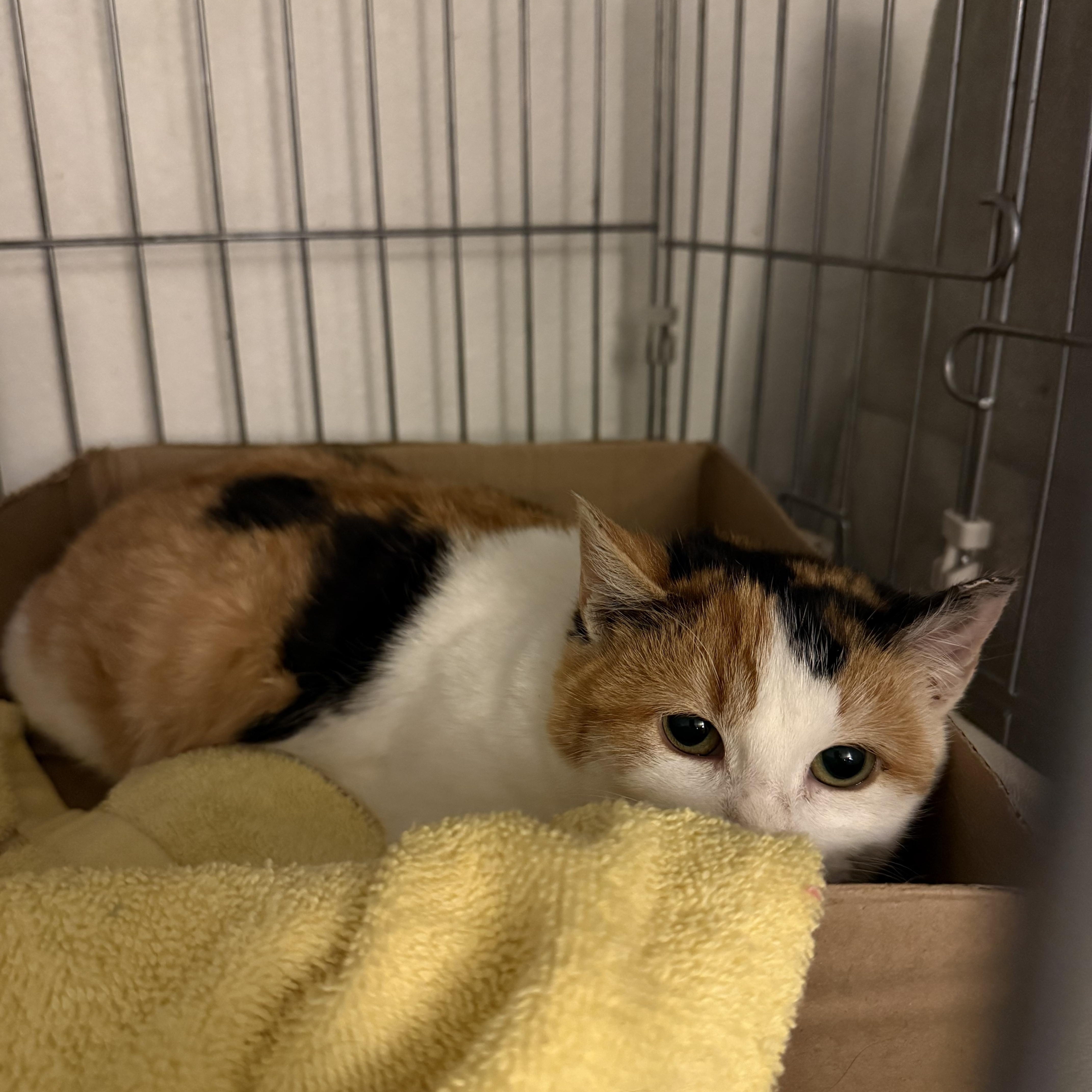 A young medium-sized female Calico Domestic Short Hair cat named Toffee for adoption in Milwaukee, WI