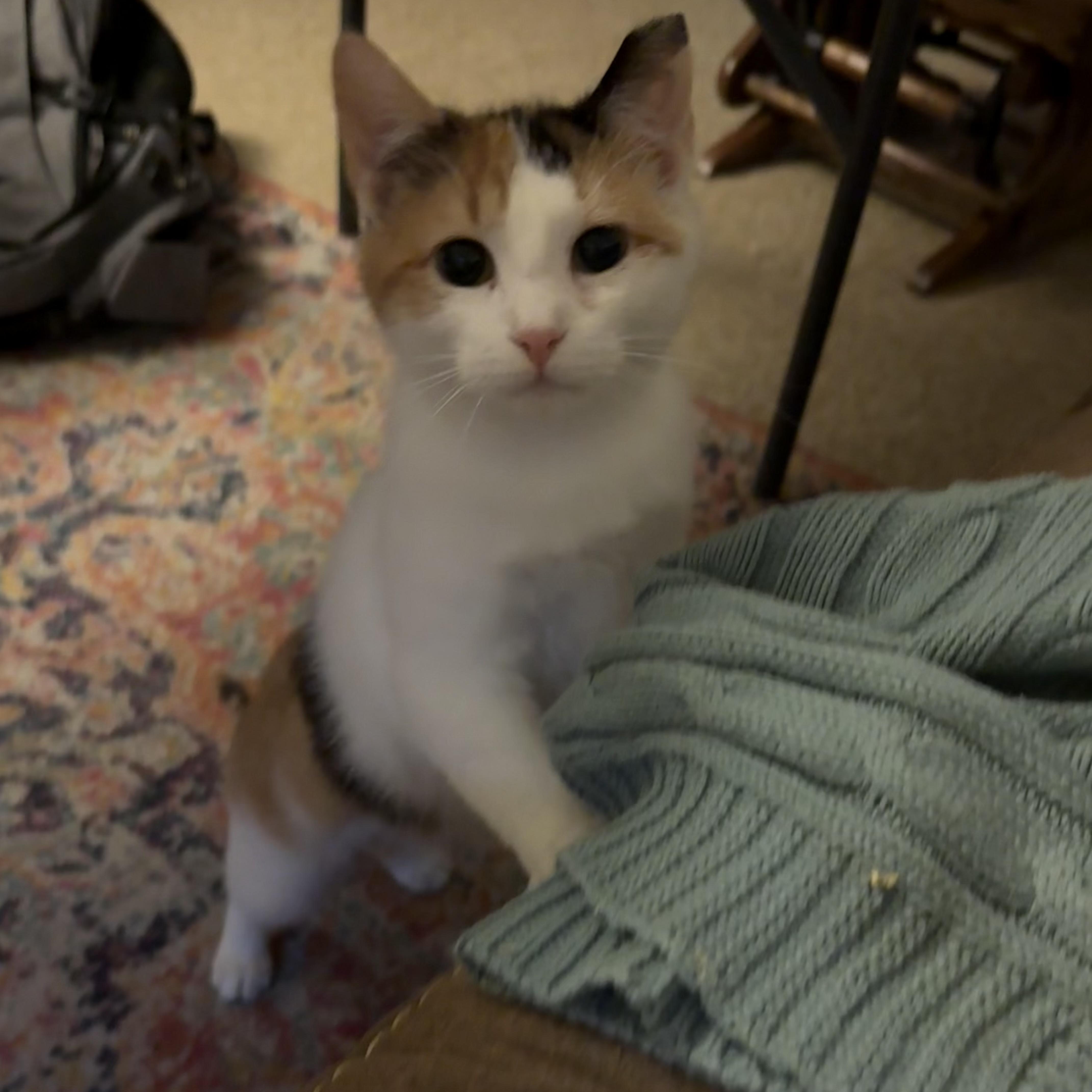 Toffee thumbnail 3