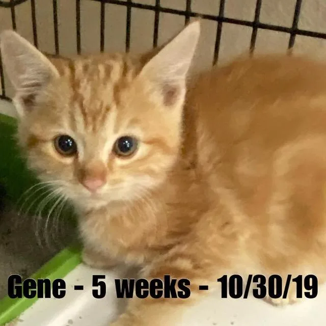 An adult small-sized male Tabby cat named Gene for adoption in Saint George, UT