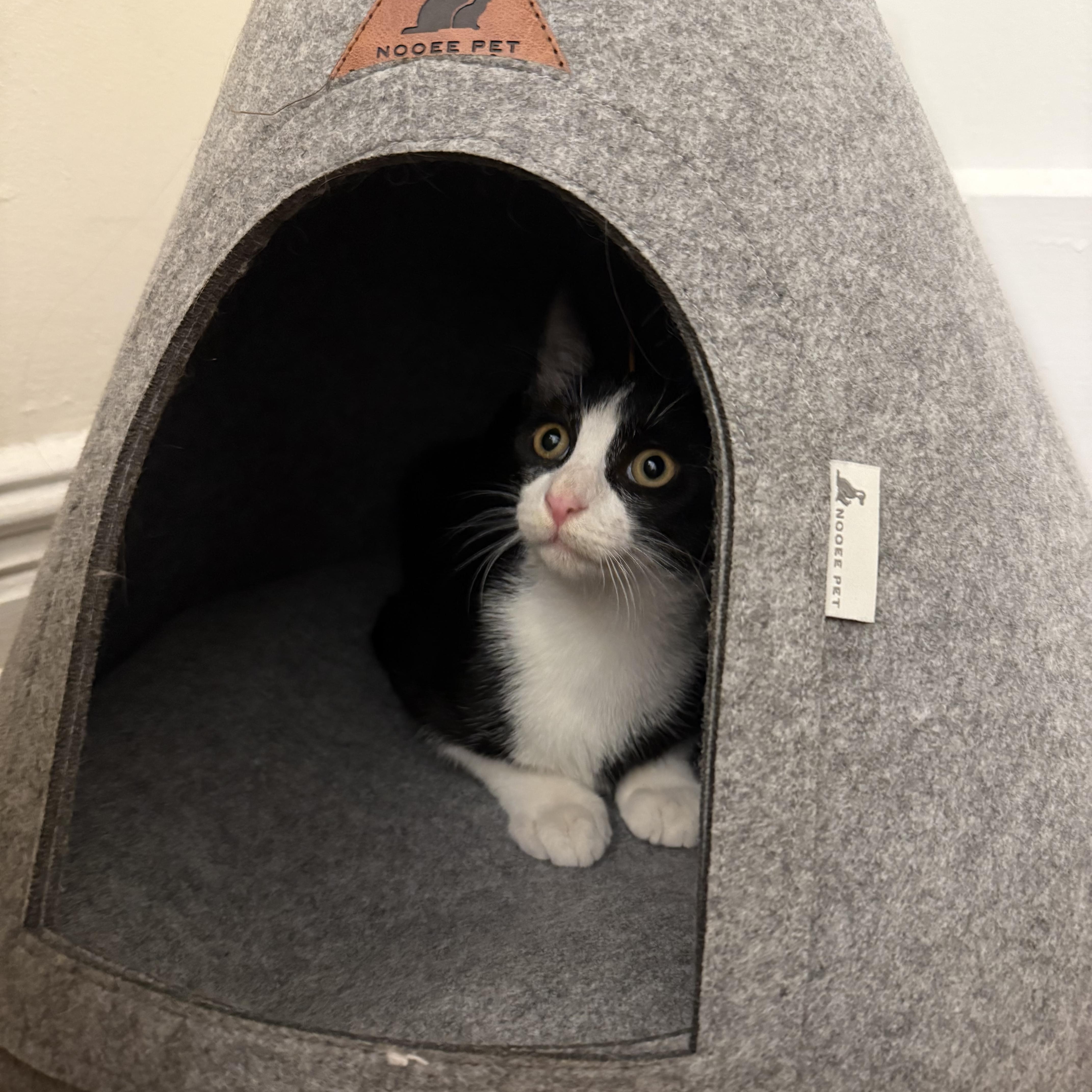 A baby small-sized male Black & White / Tuxedo American Shorthair cat named Mishti for adoption in Brooklyn, NY