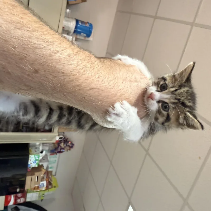 A baby medium-sized male Tabby (Brown / Chocolate) Tabby cat named Shabosey for adoption in Columbia, SC