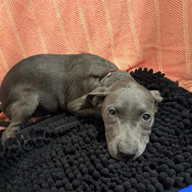 A baby small-sized female Pit Bull Terrier dog named A for adoption in Modesto, CA