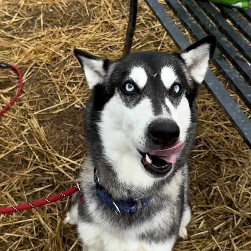 An adult medium-sized female Husky dog named Joanie for adoption in Warren, OH