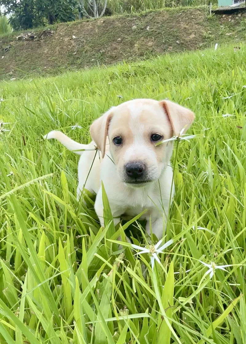 A baby medium-sized male White / Cream Labrador Retriever dog named Ónix  Blue Eye for adoption in Isabela, PR