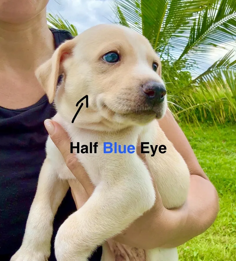 Ónix  Blue Eye thumbnail 3