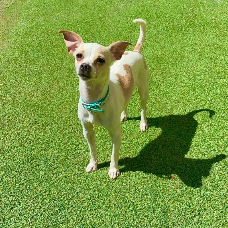 An adult small-sized female White / Cream Mixed Breed dog named Flora for adoption in Las Cruces, NM