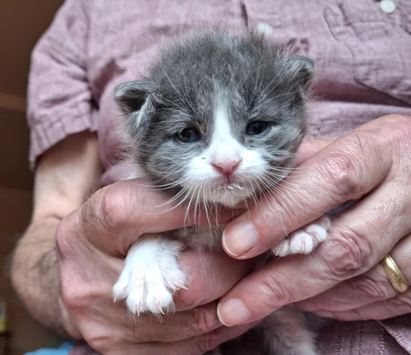 A baby small-sized male Gray & White Domestic Short Hair cat named Sloan for adoption in Deming, NM