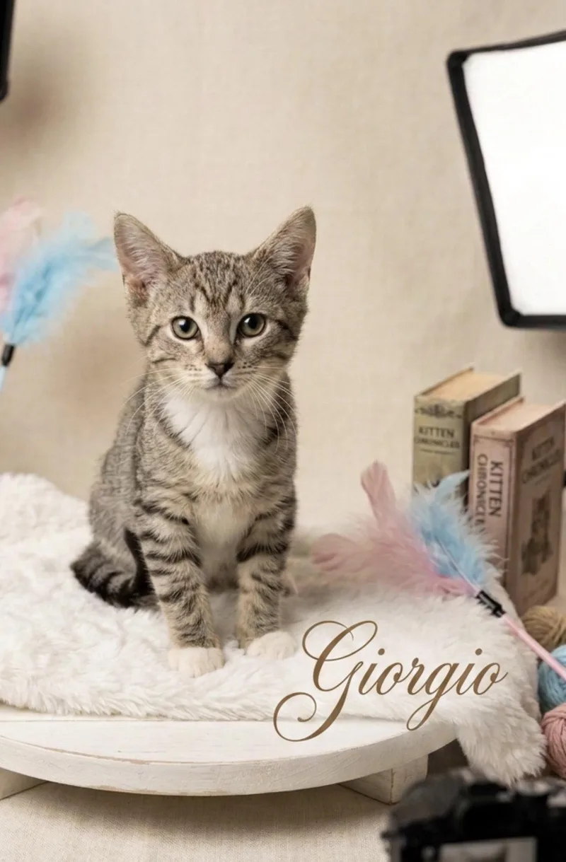 Giorgio thumbnail 2