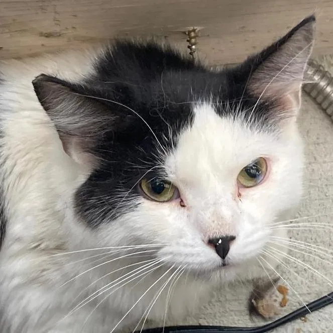 An adult small-sized male Black Domestic Short Hair cat named Freddie for adoption in Buffalo, WY