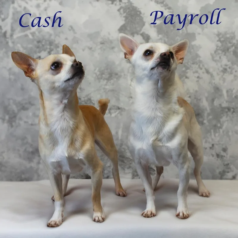 An adult small-sized male White / Cream Chihuahua dog named Payroll D for adoption in Lebanon, TN