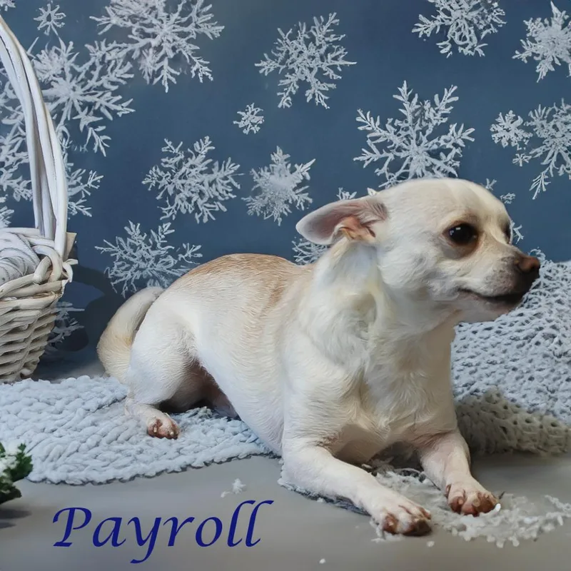Payroll D thumbnail 2