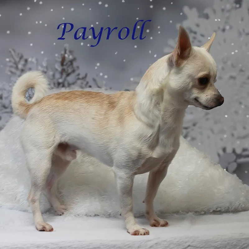Payroll D thumbnail 3
