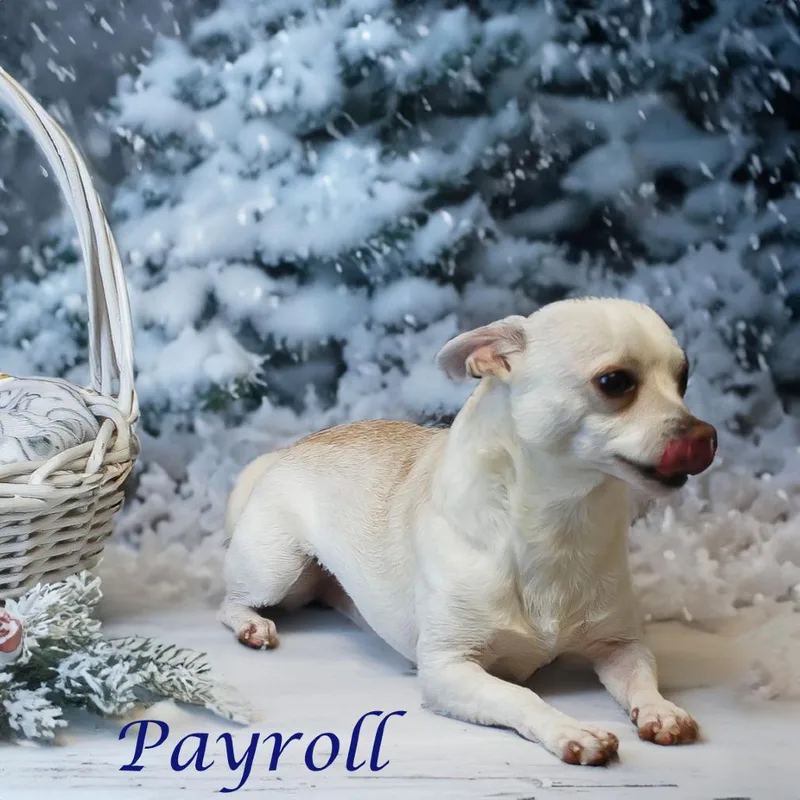 Payroll D thumbnail 4