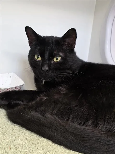 An adult medium-sized male Domestic Short Hair cat named Aladdin for adoption in Indianapolis, IN