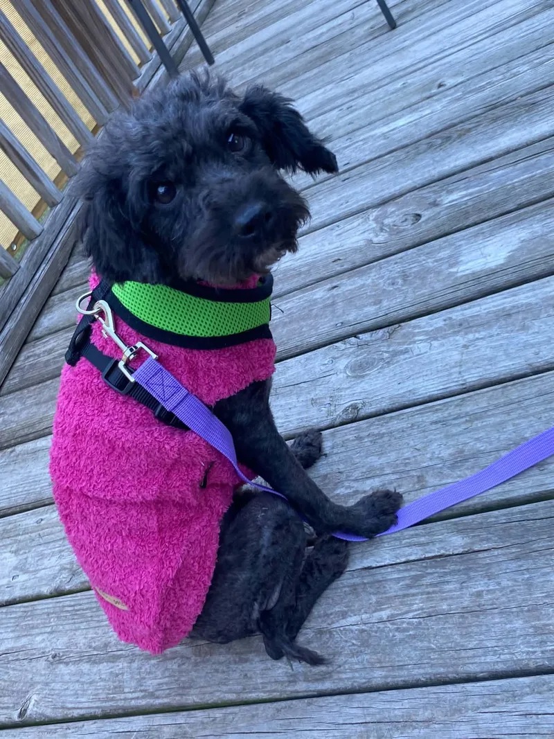 An adult small-sized female Poodle dog named Poodlie for adoption in Holly Springs, NC