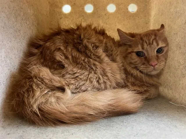 A young small-sized male Domestic Short Hair cat named Aries for adoption in Lancaster, CA