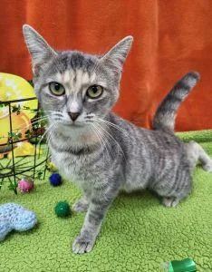 Charlotte thumbnail 2