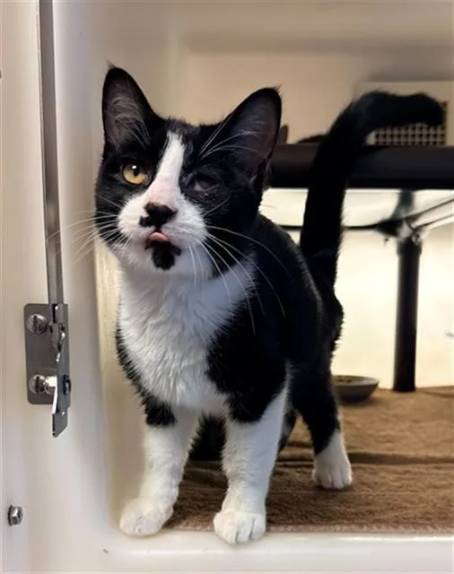 A baby small-sized male Domestic Short Hair cat named Toulouse for adoption in Statesville, NC