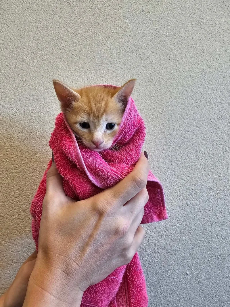 A baby medium-sized female Orange / Red Domestic Short Hair cat named Tilly for adoption in Rockwall, TX