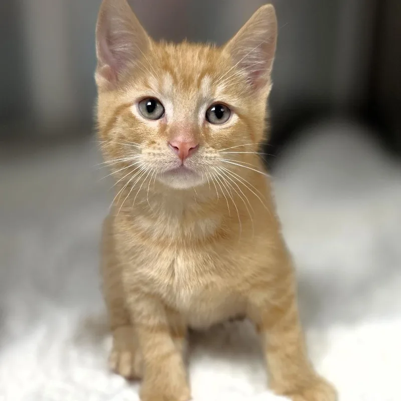 A baby small-sized male Orange / Red Domestic Medium Hair cat named Mississippi for adoption in Michigan City, IN