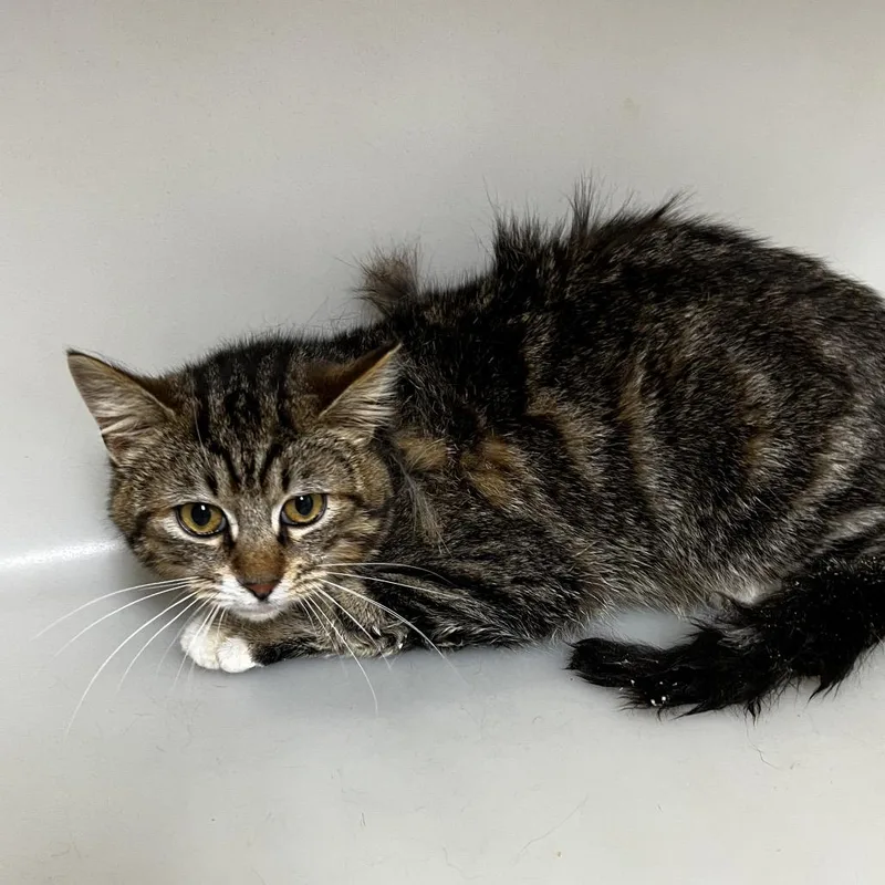 A young medium-sized male Brown / Chocolate Domestic Short Hair cat named Meteor for adoption in Birmingham, AL